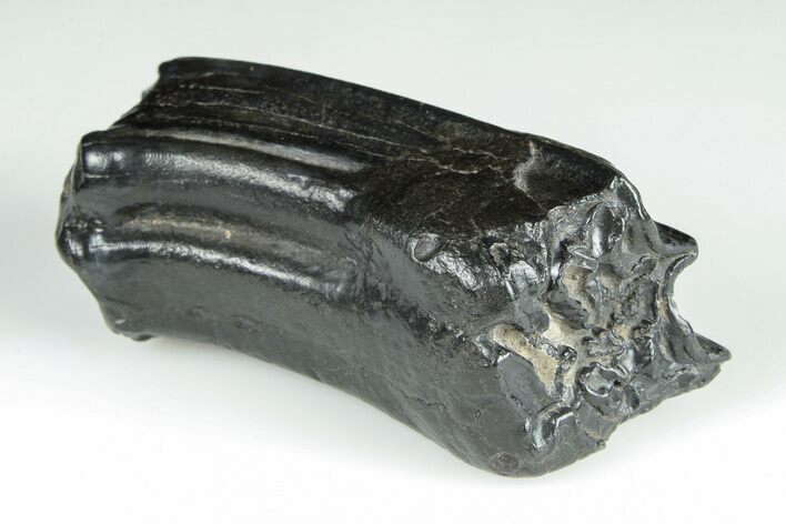 Pleistocene Aged Fossil Horse Tooth - South Carolina #198046